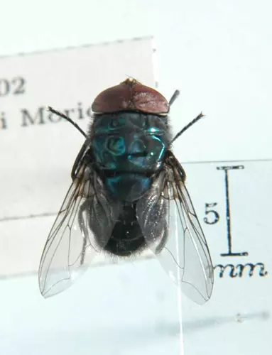 PMI was inferred using sarcosaprophagous flies